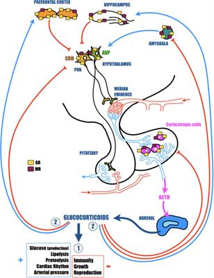 Central Role of Glucocorticoid Receptors in Alzheimer’s Disease and Depression